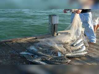 WION Climate Tracker | Want fish on your plate? Stop overfishing