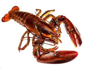 Sustainable batteries made from lobster and crab shells might be the future