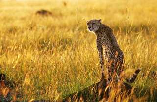 Cheetahs to arrive in India on 17 Sep: MP Chief Minister