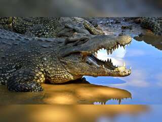 WION Climate Tracker | Scientists race to save one of world's rarest crocodiles