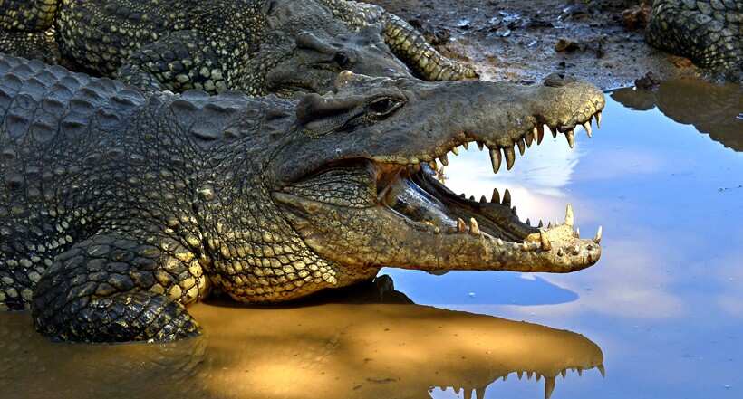 WION Climate Tracker | Scientists race to save one of world's rarest crocodiles