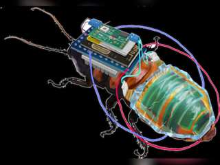 Tech Talk: Japanese scientists unveil remote-controlled Cockroaches