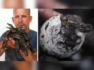 In pics: Cuban scientists endeavour to save world's rarest crocodiles