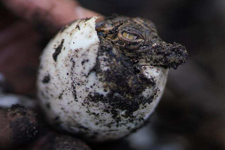IUCN critically endangered