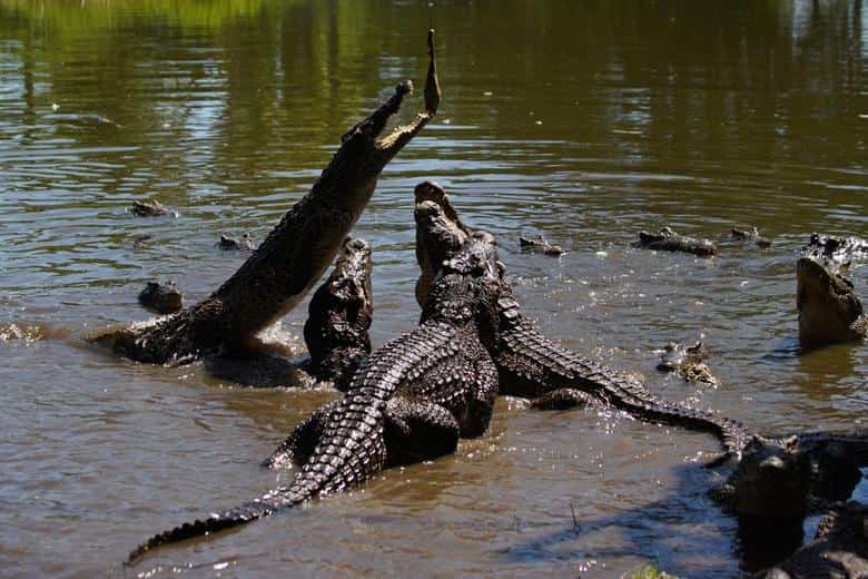 Intimidating predators