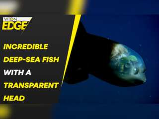 Rare fish with transparent head spotted in Deep Sea