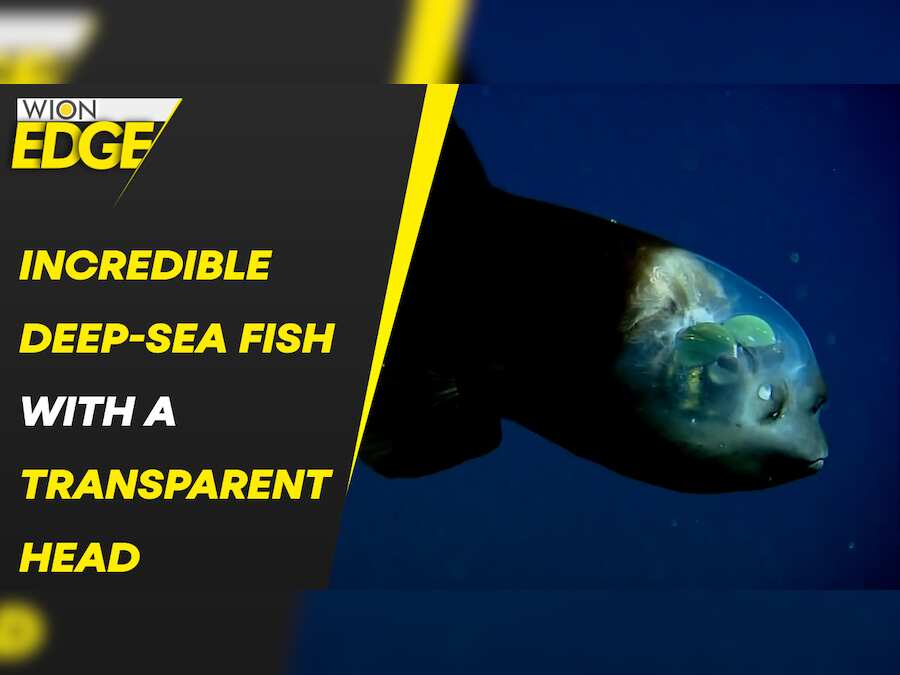 Rare fish with transparent head spotted in Deep Sea