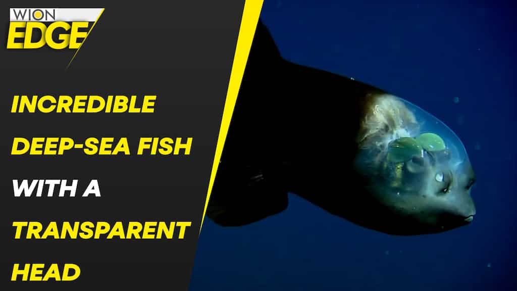 Rare fish with transparent head spotted in Deep Sea