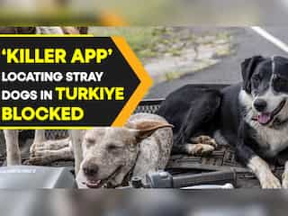 Why 'Bark Map' App which locates stray dogs is stirring up controversy in Turkiye