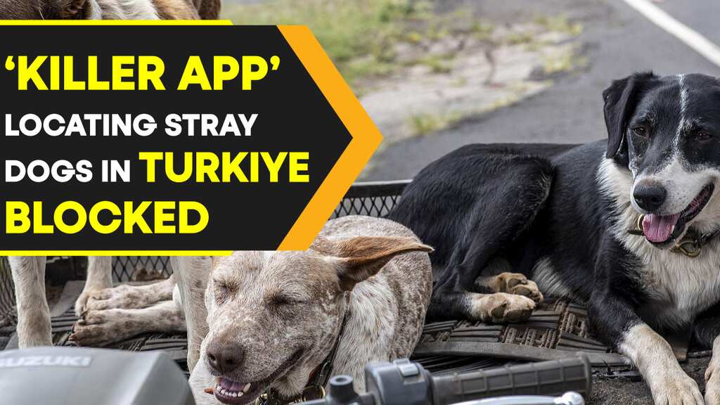 Why 'Bark Map' App which locates stray dogs is stirring up controversy in Turkiye