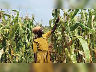 WION Climate Tracker: Hungry bugs fighting Uganda's fertiliser crisis