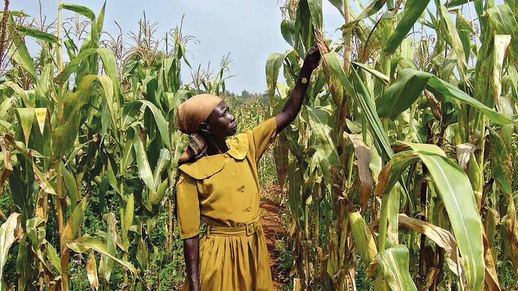 WION Climate Tracker: Hungry bugs fighting Uganda's fertiliser crisis