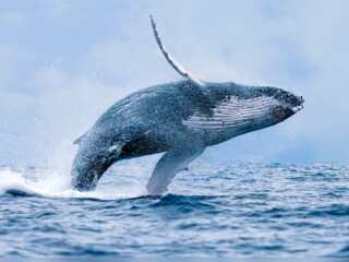 WION Climate Tracker| Whales: The ultimate communicator? | Whales songs travel up to 8000 KM