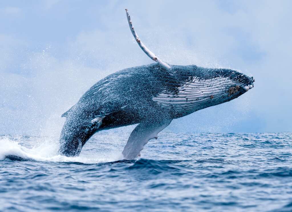 WION Climate Tracker| Whales: The ultimate communicator? | Whales songs travel up to 8000 KM