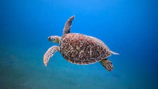 Study reveals more than a million sea turtles illegally killed over past 30 years