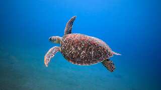 Study reveals more than a million sea turtles illegally killed over past 30 years