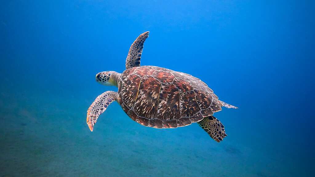 Study reveals more than a million sea turtles illegally killed over past 30 years