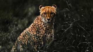 Around 150 families being shifted from their homes to welcome 8 Cheetahs from Namibia on 17 Sep