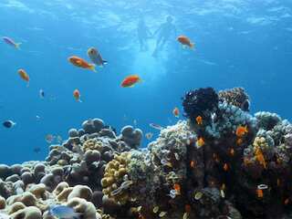 WION Climate Tracker | Rising sea levels a threat to Maldives