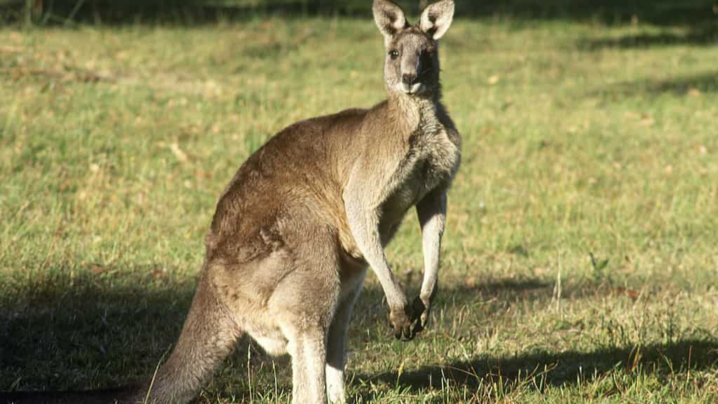 Kangaroo on the loose 'apprehended' by police in Canada's Ontario after three-day chase