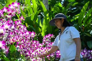 A majestic Singapore orchid named in honour of Queen Elizabeth