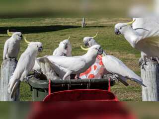 WION Climate Tracker | Cockatoos in 'arms race' with Australians over rubbish bins