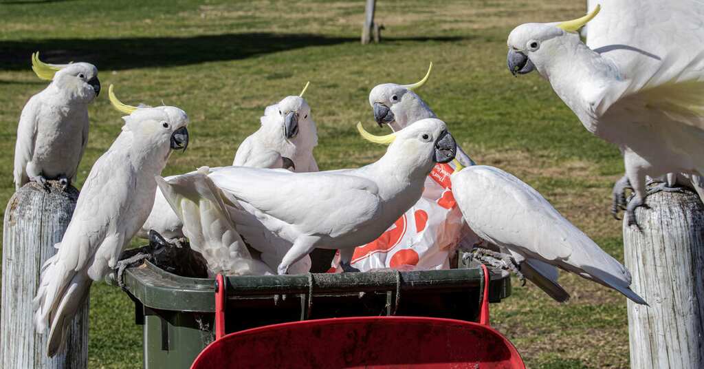 WION Climate Tracker | Cockatoos in 'arms race' with Australians over rubbish bins