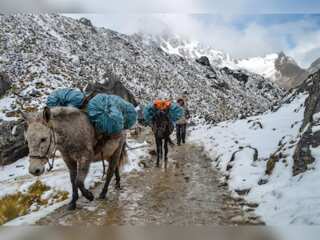 Indian army mules carry supplies for soldiers to Himalayas