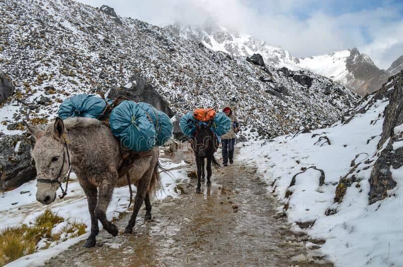 Indian army mules carry supplies for soldiers to Himalayas
