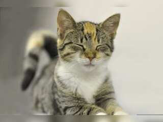 Grieving pet owners seek replicas of their late pets