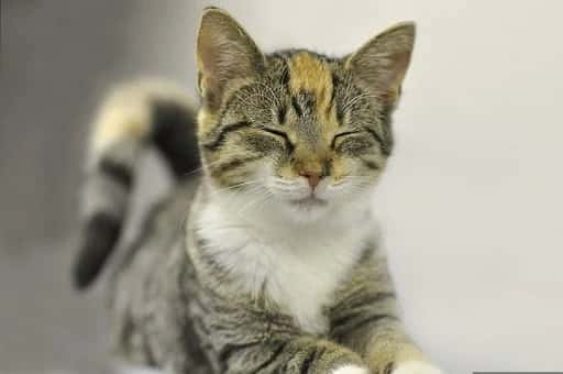 Grieving pet owners seek replicas of their late pets