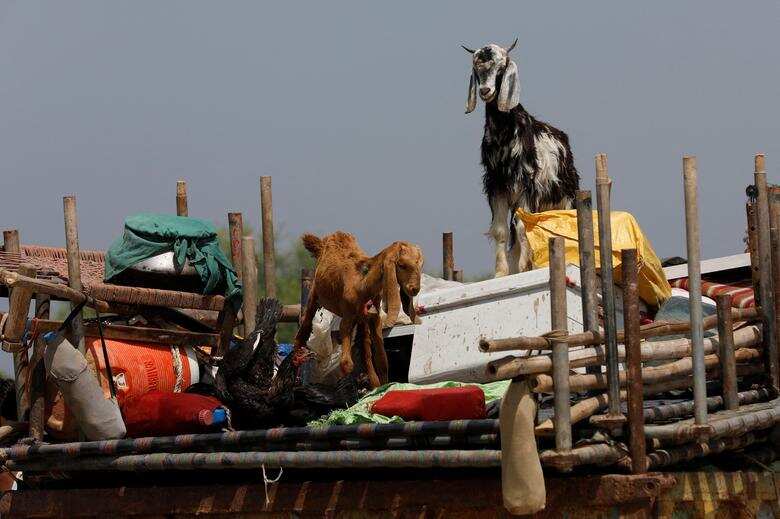 Fodder shortage