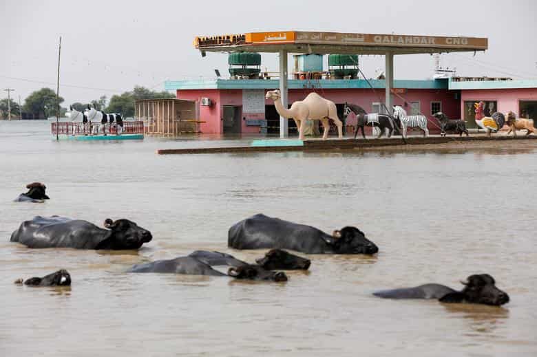 Climate change to blame