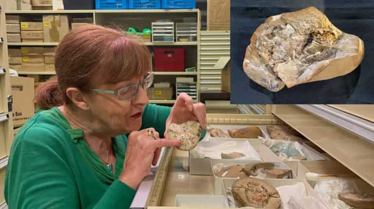 Watch: World's oldest heart dating back 380 million years discovered in Australia Watch: World's oldest heart dating back 380 million years discovered in Australia
