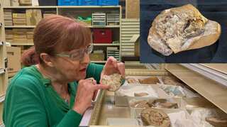 Watch: World's oldest heart dating back 380 million years discovered in Australia