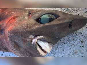 Scarier than Spielberg's sharks? Australian fisherman catches a bizarre looking shark