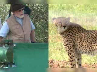 Indian PM Modi releases Cheetahs brought from Namibia in MP's Kuno National Park