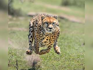 World's fastest land animal Cheetah returns to India after 70 years