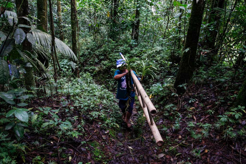 WION Fineprint: Indonesia conservationist salvages indigenous flowers