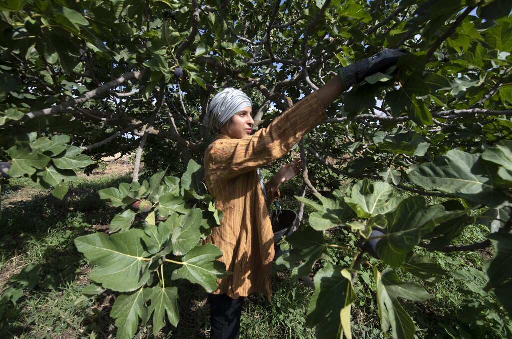 Farmers grow thousands of fig trees in Djeeba; Tunisia witnessed its hottest July since the 1950s