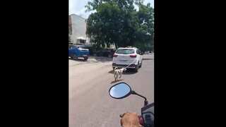 Watch: Doctor chained dog to car and dragged it along the road in Rajasthan, detained