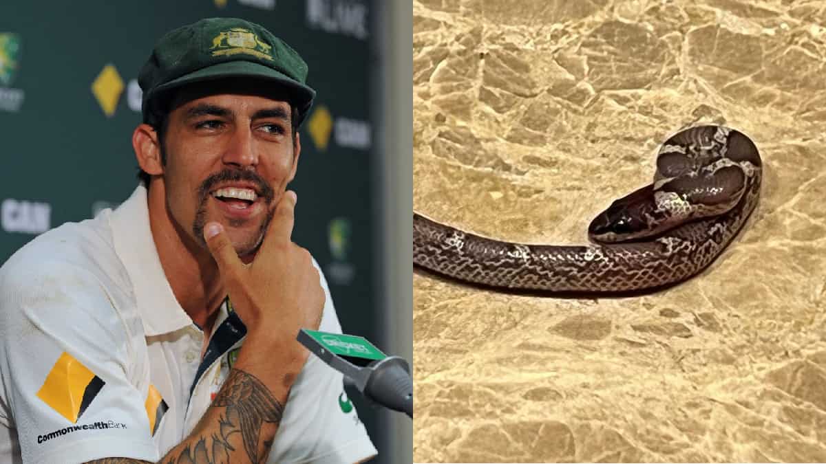 Former Australian cricketer Mitchell Johnson finds snake in his hotel room in India, shares pic Former Australian cricketer Mitchell Johnson finds snake in his hotel room in India, shares pic