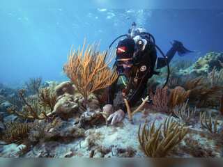 WION Climate Tracker: Scientists trigger spawning of 6 species of corals
