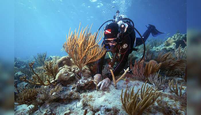 WION Climate Tracker: Scientists trigger spawning of 6 species of corals