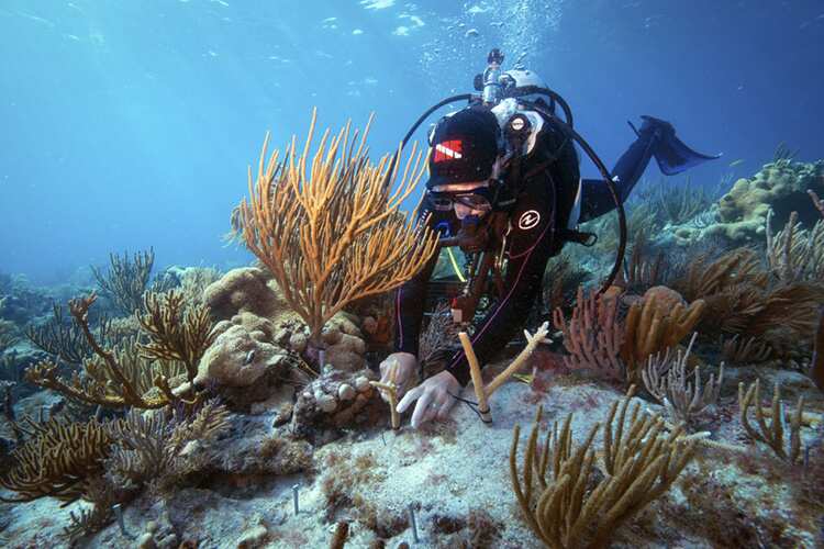 WION Climate Tracker: Scientists trigger spawning of 6 species of corals
