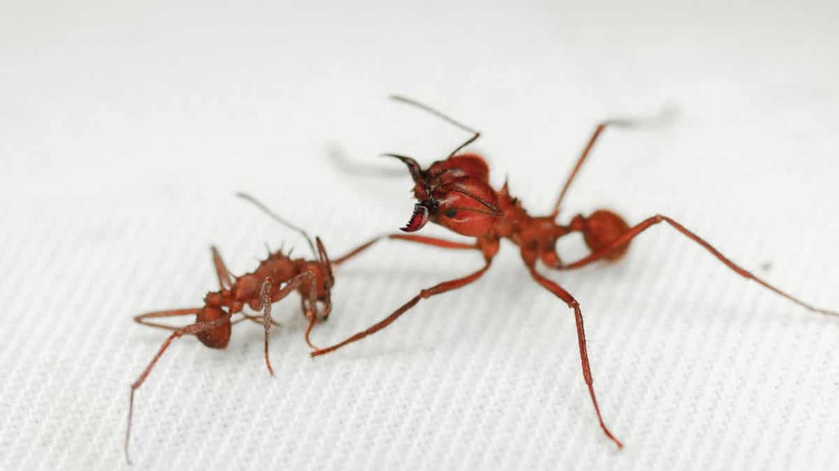 How many ants are there on Earth? Scientists have an estimate How many ants are there on Earth? Scientists have an estimate