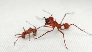 How many ants are there on Earth? Scientists have an estimate