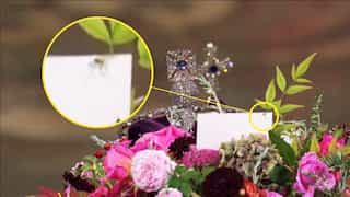 Along came a spider, on Queen Elizabeth's coffin, right during the funeral!