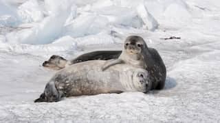 Scientists use space photos and volunteers to accurately calculate Weddell seal population