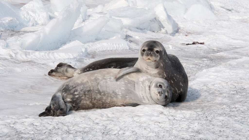 Scientists use space photos and volunteers to accurately calculate Weddell seal population